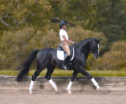 doublebridle:  ♞ Dressage Stallions I Love  ↳ Donarweiss