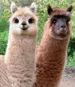 boys-and-suicide:  How can you not like alpacas? My dream has