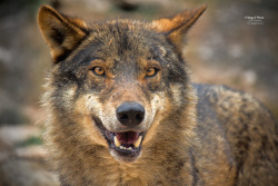 wolveswolves:  Iberian wolf (Canis lupus signatus) by Diego Pérez