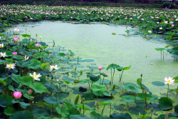 lovesouthkorea:  Lotus lake in Gyeongju, South Korea by IN CHERL