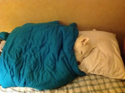 awwww-cute:  This is how my husky likes to sleep on my bed