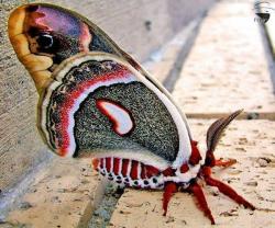 sassyscar22:  Beautiful cecropia moth Sassy Scar