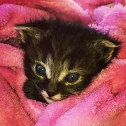 Tiny tiny kitty  https://www.instagram.com/p/BwtFq2FnPDr/?utm_source=ig_tumblr_share&igshid=q9sbp47692lj