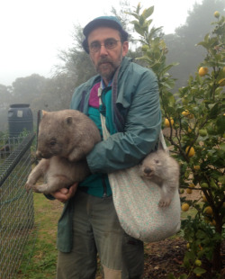 eliciaforever:  “Where you goin’ with those wombats, Russell?”“N-n-nowhere.