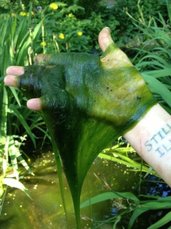 snorlaxatives:  spacepixie:  pond weed that looks like long green