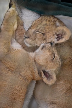 wolverxne:  The lions sleep tonight by Stinkersmell