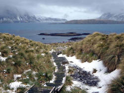 travelingcolors:Grytviken, South Georgia Island | Antarctica