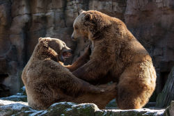 bears–bears–bears:  Bear Battle by James Arup 