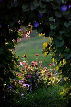 swansong-willows:Mary Yoder’s Garden Gate -