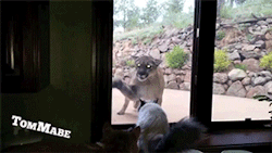 sizvideos:  Brave Pet Cat Stands Up To Mountain Lion - From