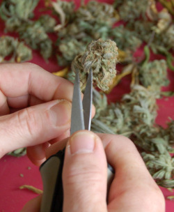Into A Stoner's Mind!