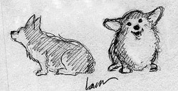 sweetcorgi:  corgi-sketchbook:Morning doodling.  Corgis of course!