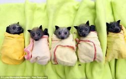 exp3ctopatr0num:  socali-dreamer:  little baby bats in little