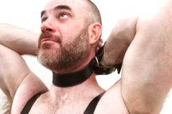 bearconcentrate:  Grrrr I love my boys tied up in a leather hobble