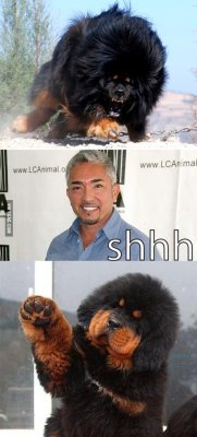 9gag:  Cesar millan knows what to do 