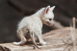 thefrogman:  The fennec fox is the world’s smallest fox, weighing