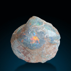 bijoux-et-mineraux:  Opalized Shell -  Coober Pedy, South Australia,