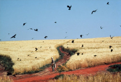 20aliens:  Dreams (1990) Akira Kurosawa(Wheatfield with Crows