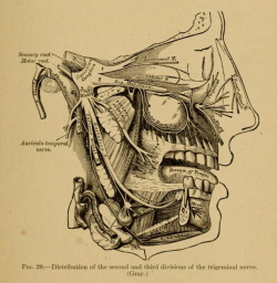 nemfrog:  Fig. 29. Mouth hygiene : a course of instruction for