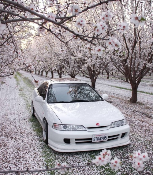 untouchvbles:  Honda Integra (DC2)