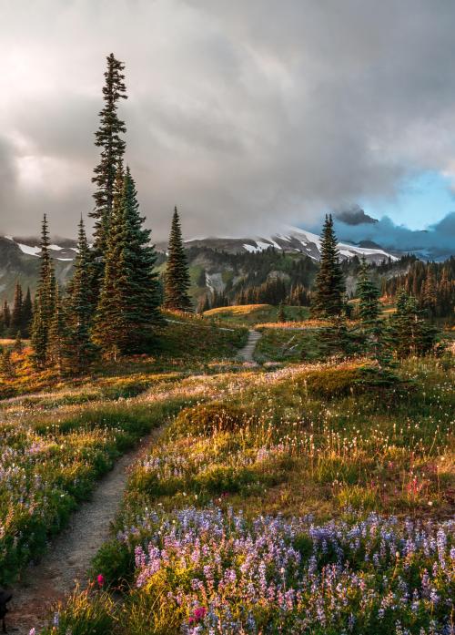 oneshotolive:  Mount Rainier National Park. 2151 x 3000 [OC]