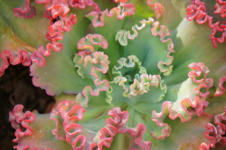 flora-file: Echeveria ‘Lace’ (by flora-file)