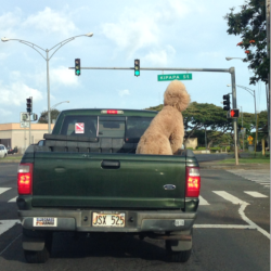 hellofromhawaii: So I was driving behind this truck and seen