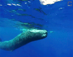 sizvideos:  Wild Whale Spins on Command of DiverVideo