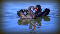 Dark beauty (Black Swans)
