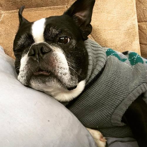 <p>It’s been cold out. #doginasweater #sirwinstoncup #bostonterrier #bostonterriercult #flatnosedogsociety #sohandsome #soannoyed  (at Fiddlestar)</p>