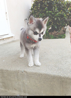 aplacetolovedogs:  Cute little Alaskan Klee Kai puppy lost in