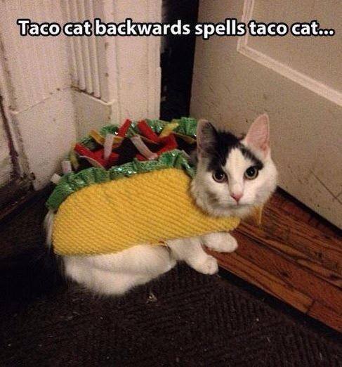 And palindrome spelled backwards is … never mind