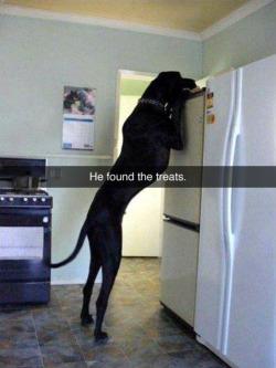 amplitudeandexcursion:  there’s a DINOSAUR IN YOUR KITCHEN