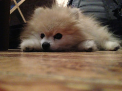 tommypom:  Waiting patiently for Friday. 