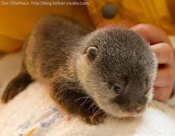 silmarildust:  catgirl2525:  Cute baby otters!  baby animals