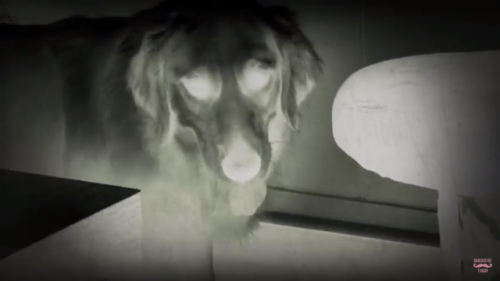 versaillesingray:  you have been visited by the spooky snooter. reblog now and say “thanks spooky snooter” or be faced with 1800 years of no pats.  thanks spooky snooter