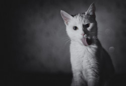  White Cat by SergejLitvinov Cat Cat 