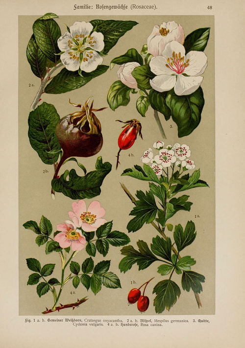 heaveninawildflower:  Botanical illustrations taken from  ‘Hoffmann-Dennert