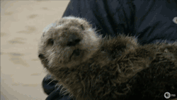 pbsnature:  Meet Otter 501: http://youtu.be/x-3ECtObdH0 
