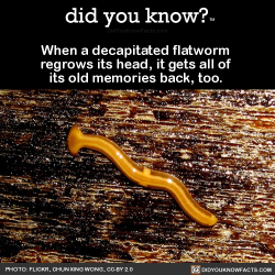 did-you-kno:  When a decapitated flatworm  regrows its head,