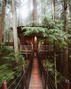 coisasdetere:  Tree Houses - A wood plank bridge to house in