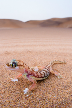 waasabi:  Gecko in the dunes by Isak Pretorius 