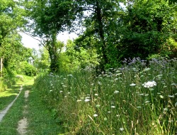 smock:  geopsych:  A flowered path at Jacobsburg Park.  nature