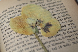 theantiquegeek:  I found this dried flower in a book from 1865.