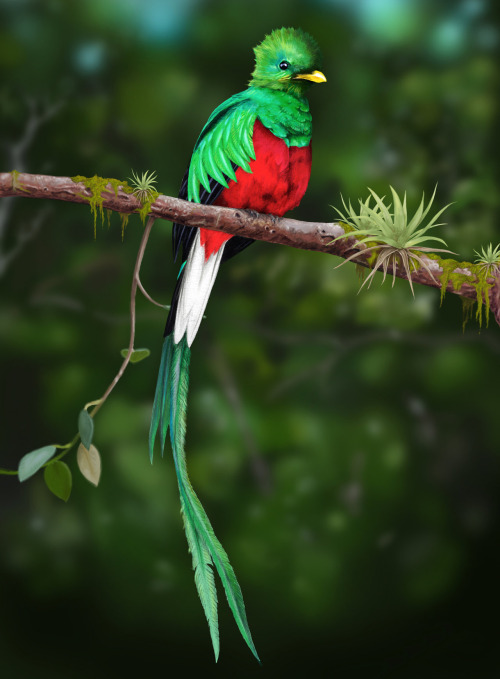 ufansius:  Aztec headdress made with the feathers of the resplendent quetzal, lovely cotinga, roseate spoonbill, and squirrel cuckoo (bottom 4 photos, clockwise from upper left) with gold ornamentation. 