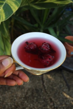 tajajanel:hibiscus flower tea is so magical