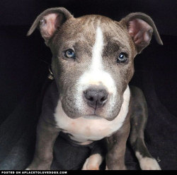 aplacetolovedogs:  Pitbull puppy Zoey’s after the park look!