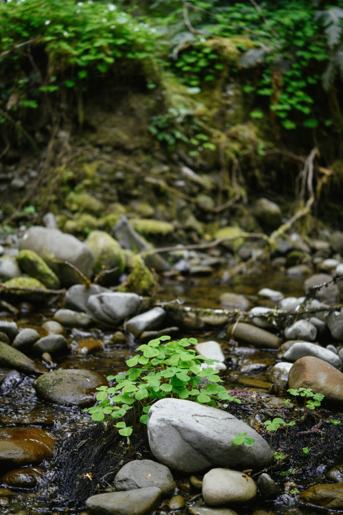 millivedder:  Oxalis