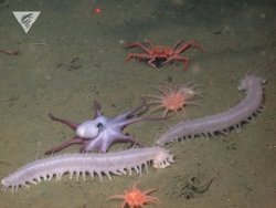 montereybayaquarium:    Party on the seafloor! Our intrepid colleagues