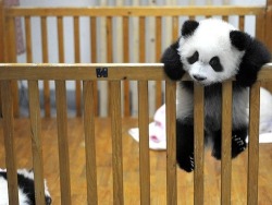 babyanimalposts:  feeling down? you need this baby animal blog in
